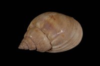 藏品(織紋螺)的圖片